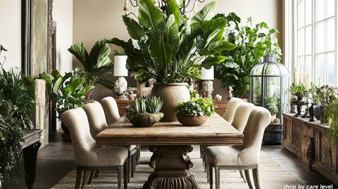 Shop By Care Level Plants - Bird of Paradise