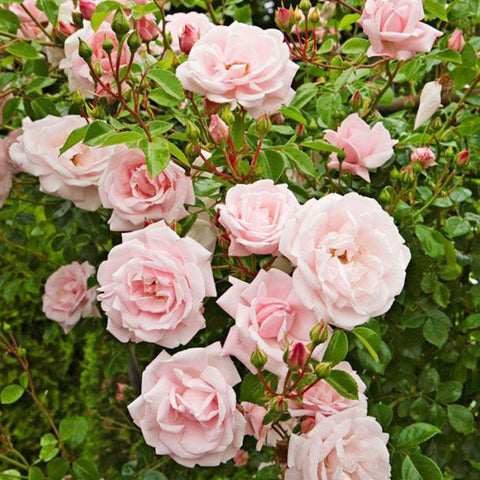 Spring Guide: Trimming Rose Bushes for Healthy Blooms - Bird of Paradise