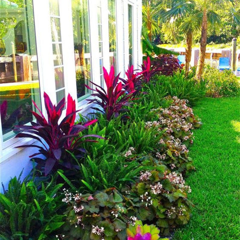Spring Nursery Guide: Cultivate a successful garden - Bird of Paradise