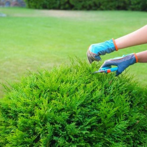 Spring Trim: Elevate Garden Appearance - Bird of Paradise