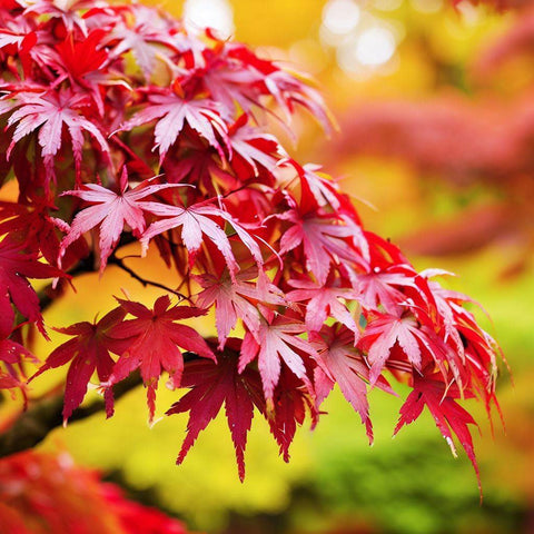 The Majestic Japanese Maple - Bird of Paradise