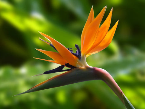 The Ultimate Guide to Caring for the Bird of Paradise Plant - Bird of Paradise