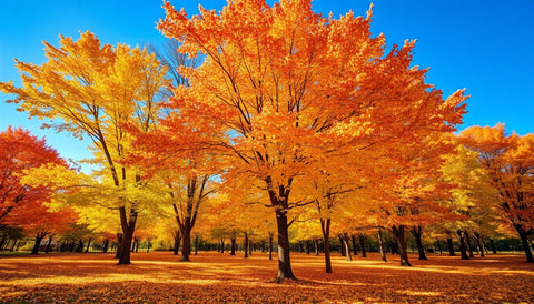 Top Deciduous Trees for Fall Color - Plantology USA