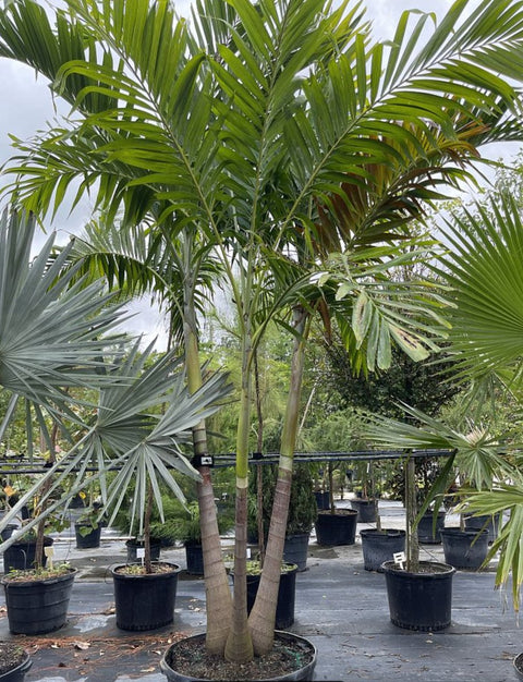 Triple Christmas Palm Tree - Bird of Paradise
