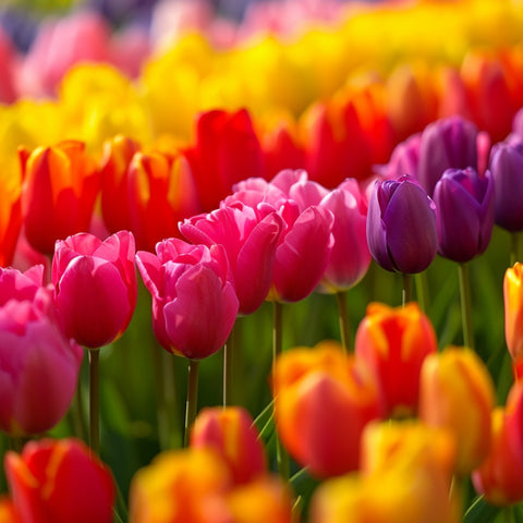 Tulip Planting: A Colorful Spring Journey of Joy. - Bird of Paradise