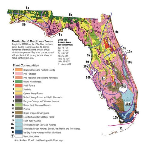 Understanding Plant Sizing: A Comprehensive Guide for Horticulturists - Bird of Paradise