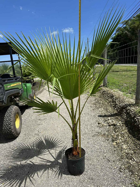 Washingtonia Palm, Mexican Fan Palm (Washingtonia Robusta)