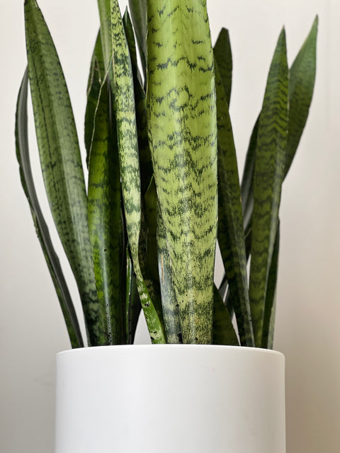 Snake Plant + Pot (Gift Bundle)