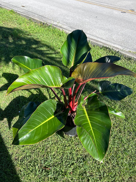 Red Congo (Philodendron Burle Marx)
