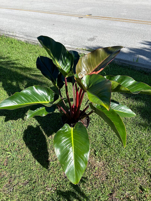 Red Congo (Philodendron Burle Marx)