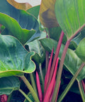 Green Congo (Philodendron Burle Marx) from Bird of Paradise USA 02