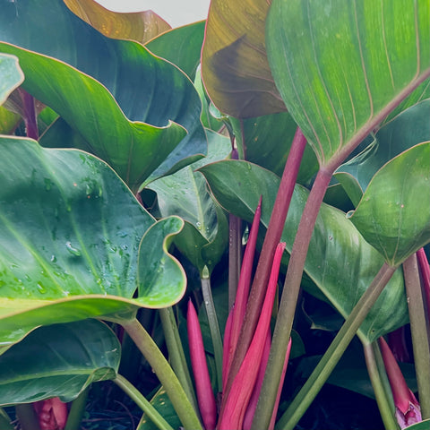 Green Congo (Philodendron Burle Marx) from Bird of Paradise USA 02