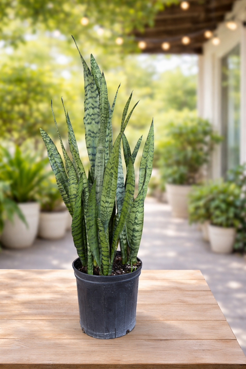 Snake Plant (Sansevieria Zeylanica)