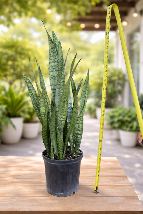 Snake Plant (Sansevieria Zeylanica)