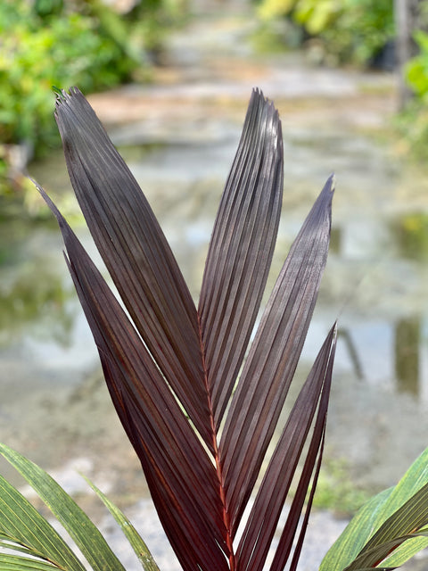 areca palm red Areca Vestiaria (Red Areca Palm)