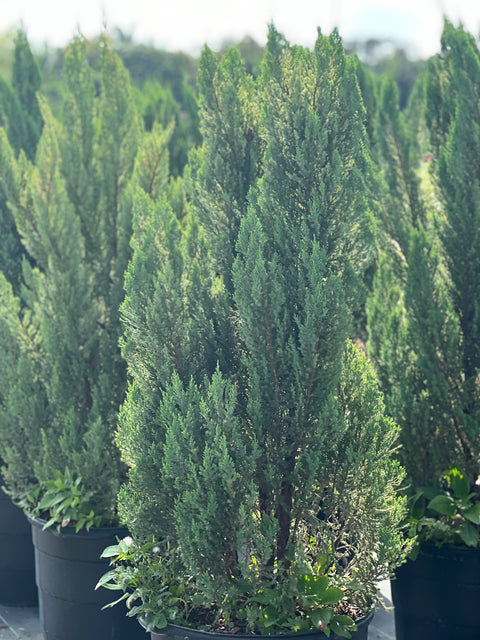 Blue Point Juniper (Juniperus chinensis)