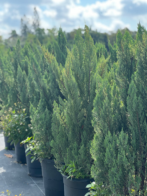 Blue Point Juniper (Juniperus chinensis)