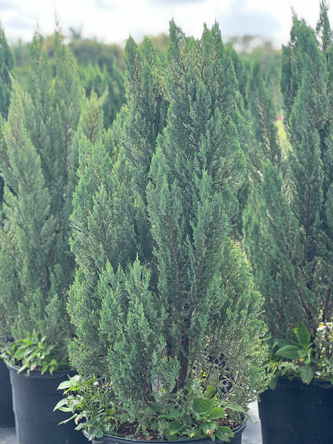 Blue Point Juniper (Juniperus chinensis)