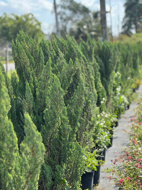Blue Point Juniper (Juniperus chinensis)