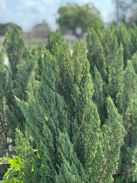Blue Point Juniper (Juniperus chinensis)