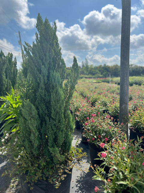 Blue Point Juniper (Juniperus chinensis)