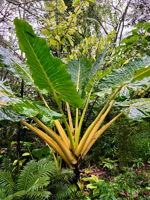 Alocasia Lutea (Alocasia 'Lutea')