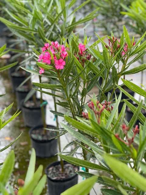 Oleander Standard Calypso Pink