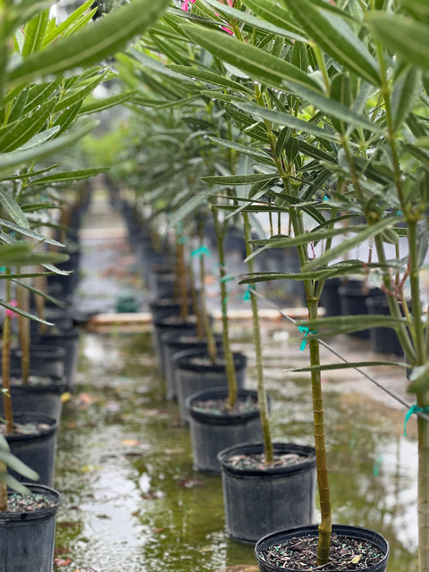 Oleander Standard Calypso Pink