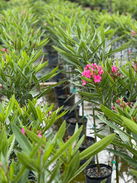 Oleander Standard Calypso Pink