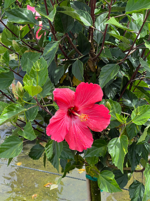 Hibiscus Standard Painted Lady (Hibiscus rosa-sinensis)