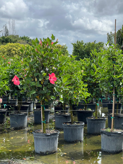 Hibiscus Standard Painted Lady (Hibiscus rosa-sinensis)