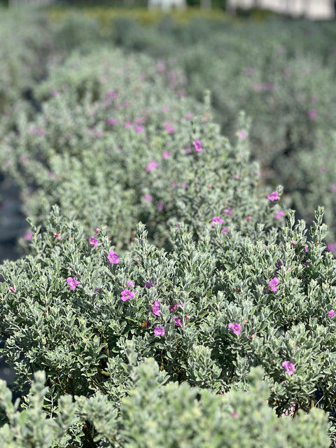 Texas Sage