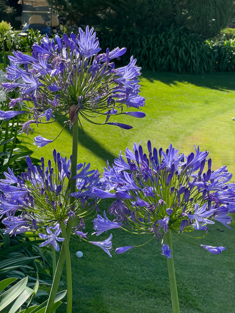 Lily Of The Nile (Agapanthus praecox)