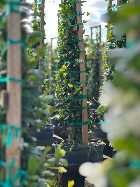 Star Jasmine Trellis (Trachelospermum Jasminoides)