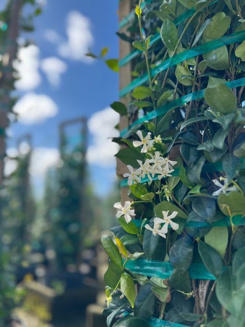 Star Jasmine Trellis (Trachelospermum Jasminoides)
