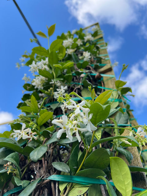 Star Jasmine Trellis (Trachelospermum Jasminoides)