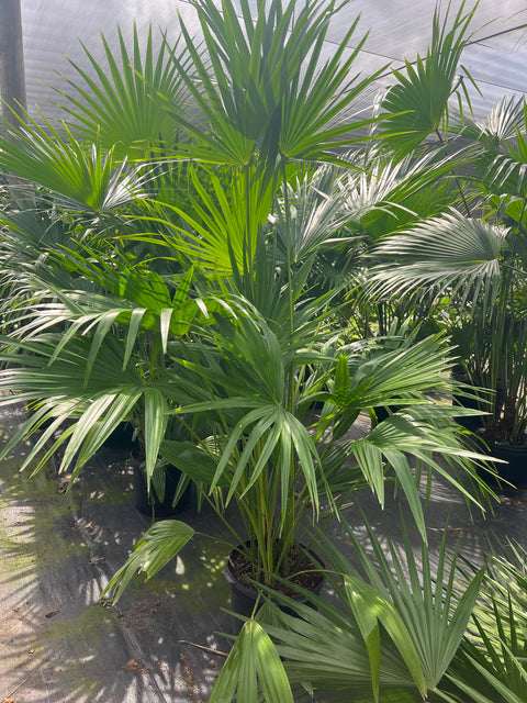 Chinese Fan Palm Single (Livistona Chinensis)