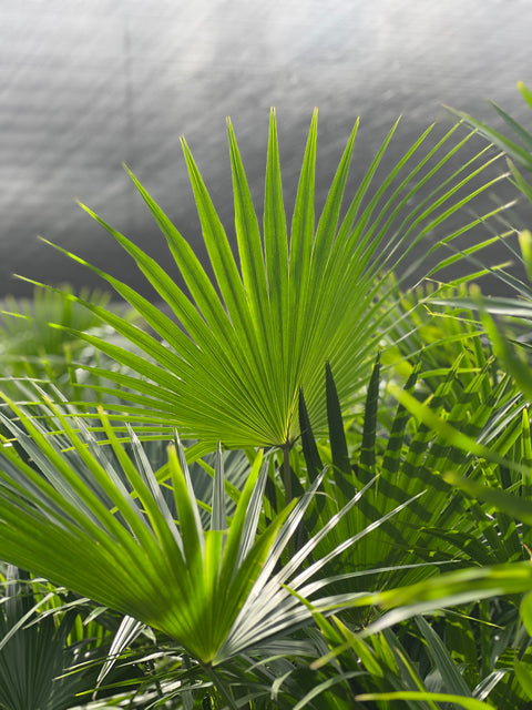 Chinese Fan Palm Single (Livistona Chinensis)