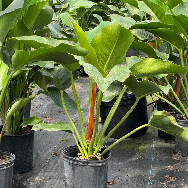 Green Congo (Philodendron Burle Marx)