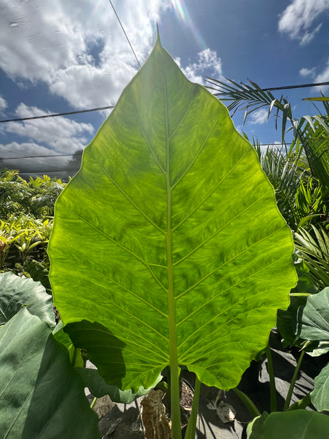persian palm elephant ear plant Alocasia Calidora - Majestic Elephant Ear Plant
