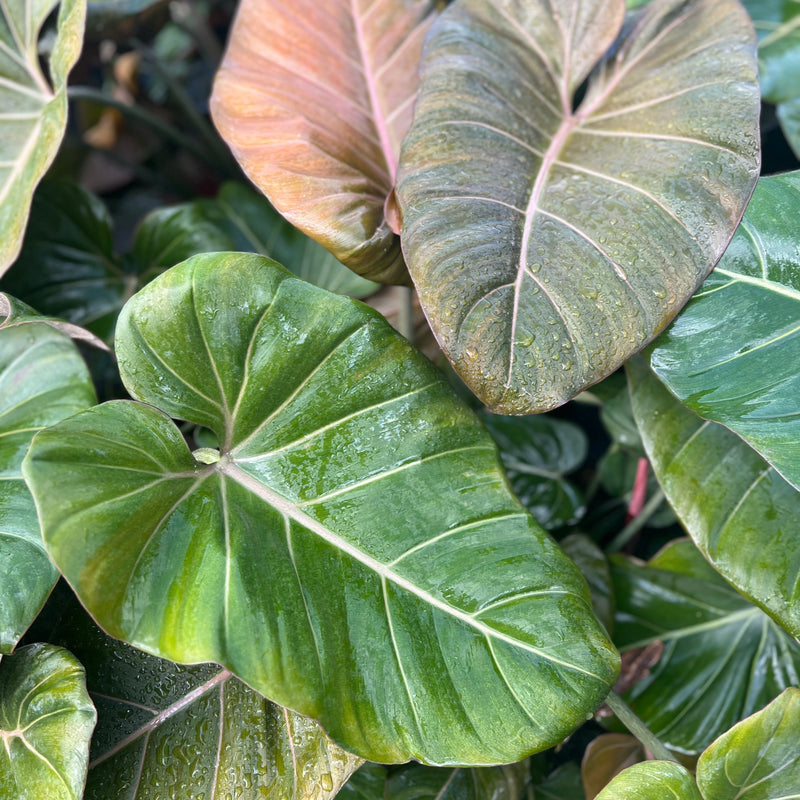 Philodendron (Summer Glory)