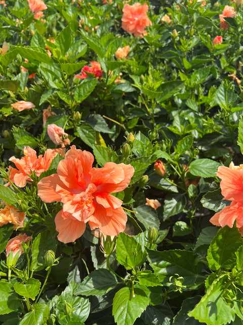 Hibiscus Bush Tropical 'Double Orange' (Hibiscus rosa-sinensis)