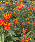 Milkweed Red (Asclepias Curassavica) from Bird of Paradise USA 07