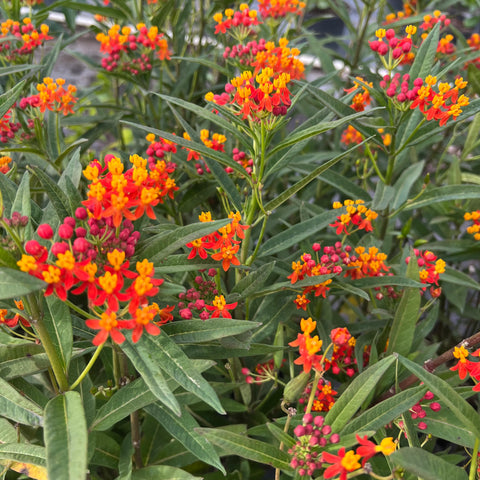Milkweed Red (Asclepias Curassavica) from Bird of Paradise USA 07