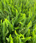 Fern Kimberly (Nephrolepis Obliterata 'Kimberly Queen) from Bird of Paradise USA 01
