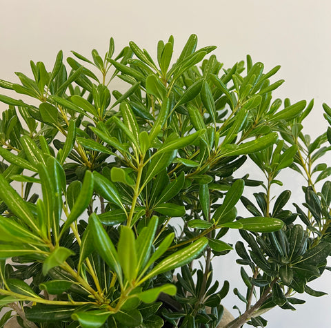 Pittosporum Green ( Pittosporum tobira 'Wheeleri') from Plantology USA 05