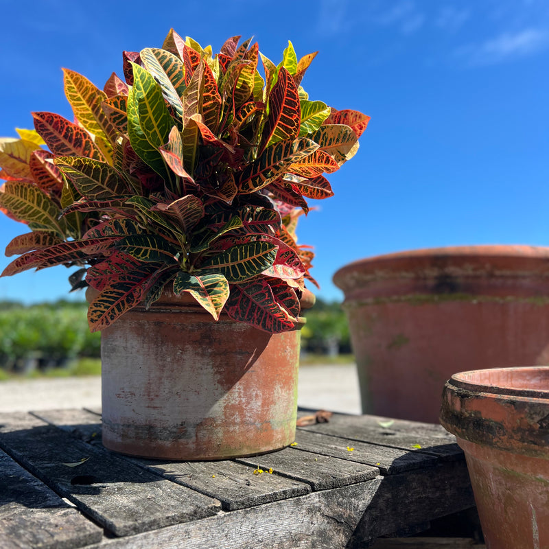 Croton Petra (Codiaeum Variegatum 'Petra)