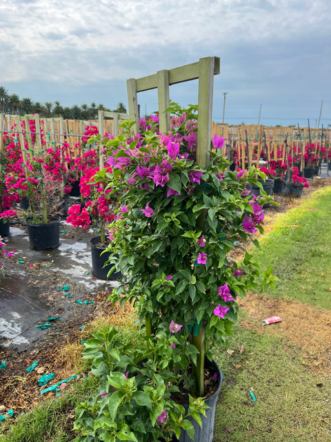 Bougainvillea Trellis New River Purple (Bougainvillea 'New River Purple')