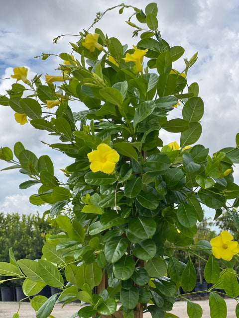 Hammock Viper’s-Tail (Pentalinon Luteum)