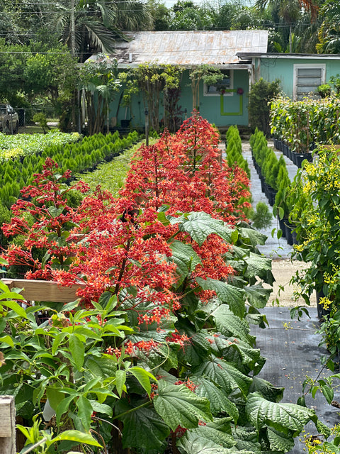 Growing Pagoda Flower (Clerodendrum Paniculatum)